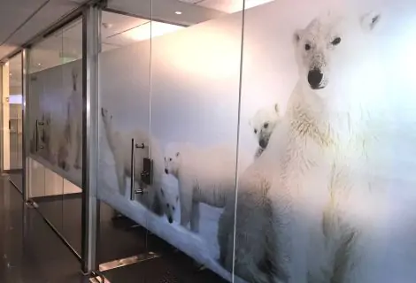 Picture of Polar bears printed on PrintMilky Dry Apply film and applied to glass office partitions.